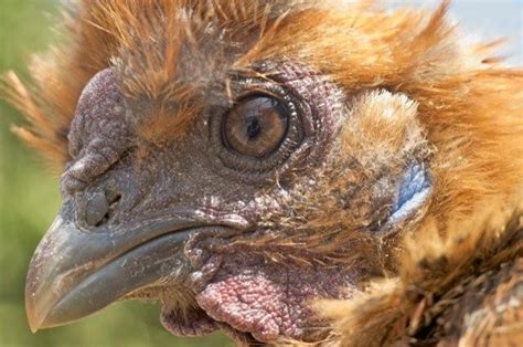 Btw spanish songs are the best in the world. Puss - the ugliest chicken in the world? (meaningless ...