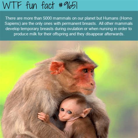 There Are More Than 5000 Mammals On Our Planet But