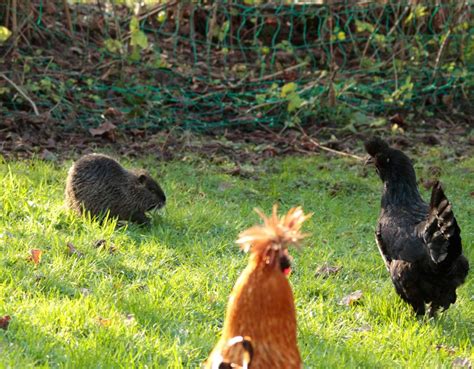 Es ist ein natürlicher vorgang, dass diese wildtierjungen von ihren müttern nur zweimal täglich gefüttert und aufgesucht werden. Wildtiere im Garten - Seite 247