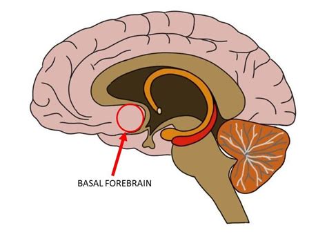 Basal Forebrain Definition — Neuroscientifically Challenged