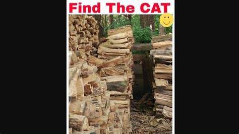 Can you find the cat hidden in this pile of logs? | Trending