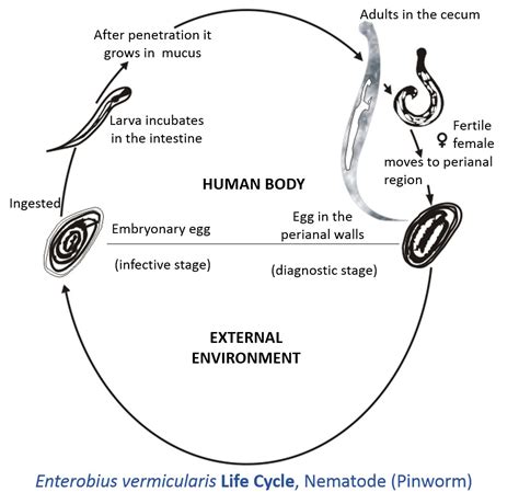 Enterobius Vermicularis Diagram Quizlet