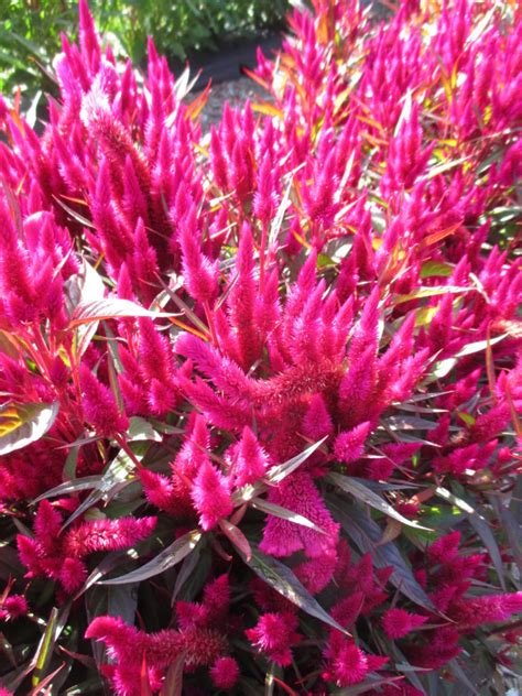 Showy celosia adds bold color and texture to the autumn garden. Wonderful Wheat Celosias - Rotary Botanical Gardens