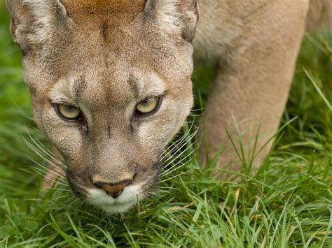 Kleinkatzen infos bilder und steckbriefe zu hauskatzen puma und co. Puma: Flinke Katze aus Amerika