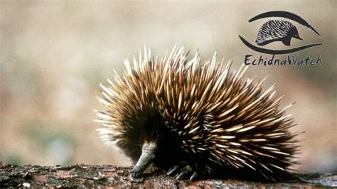 Short Beaked Echidna Wildlife Preservation Society Of Queensland