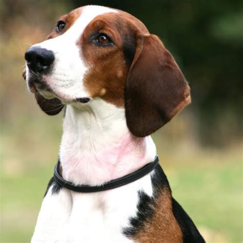 Finnish Hound Breed Guide Learn About The Finnish Hound