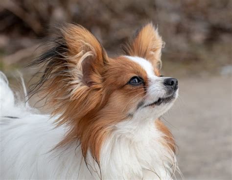 Papillon Haircuts Photos Of Haircut Styles Plus Tips For Bathing