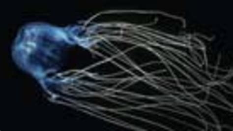 Queensland Teen Dies After Box Jellyfish Sting Observer
