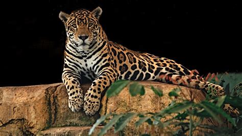 Pantera nada mais é do que Tigre, Leão, Onça Pintada e Leopardo