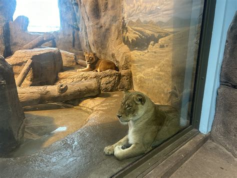 Erie Zoo Prepares for Eclipse, National Zoo Lover's Day with Zooclipse