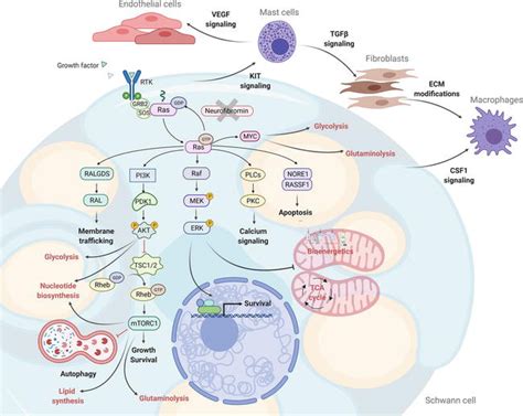 Metabolic Features Of Neurofibromatosis Type 1 Associated Tumors