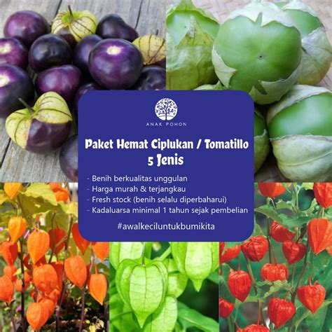 Jual PAKET HEMAT Benih Ciplukan Tomatillo All Varian Seeds Total 25