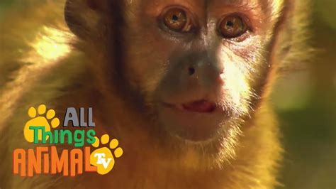 The 4th and final season of 12 monkeys tv series is already available. * MONKEY * | Animals For Kids | All Things Animal TV - YouTube