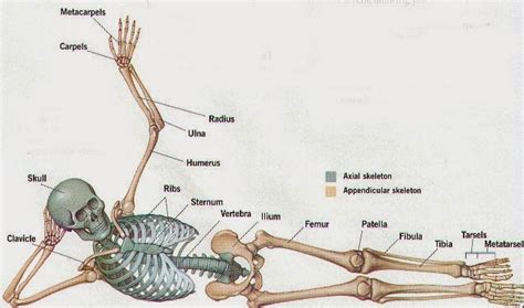 Restructured the image internals by adding layers, changing groupings, and adding meaningful ids and labels so that the image is easier to manipulate programmatically. Environmental Health Student Blog: BASIC SKELETAL SYSTEM ...