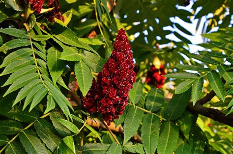 The Power Of Sumac Berry Spice Station
