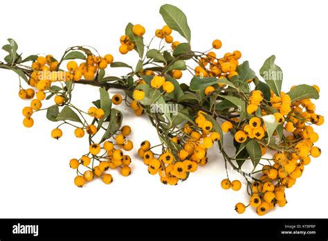 Yellow Berries Of Shrubby Pyracanthus Lat Pyracantha Isolated On