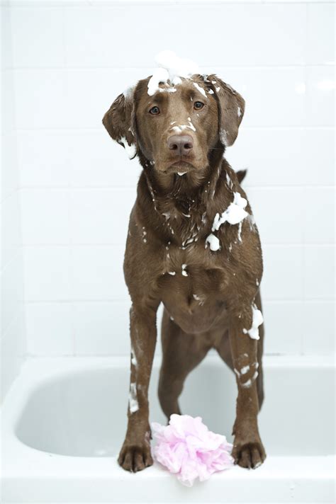 Pet Bath Time 101 - USA Pet Cover