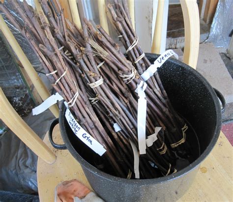 Department of agriculture plant hardiness zones 2 through 10, dormant grape vine cuttings root readily. Mountain Gardens Blog: New Grape Cuttings