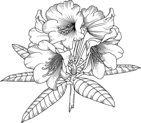 1700 Clip Art Of A Hibiscus Artwork Illustrations Royalty Free