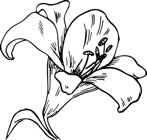 Voir plus d'idées sur le thème fleur de lys dessin, tatouage de lys, tatouage fleur de lys. Coloriage Fleur de Lys dessin gratuit à imprimer