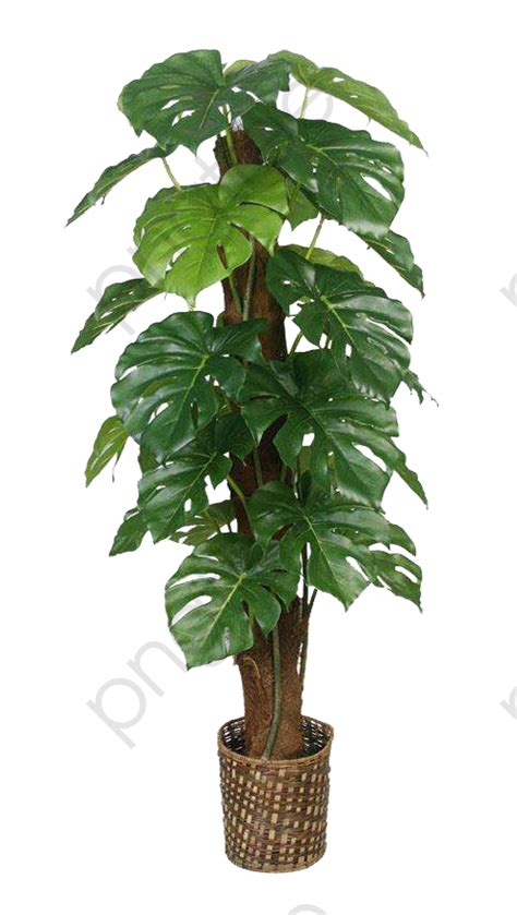 Check spelling or type a new query. Les Plantes Aquatiques D'élevage, Pot, Regarder, Monstera ...