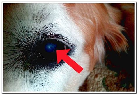What Causes Cataracts In Dogs Origin Symptoms And Treatment Dogsis
