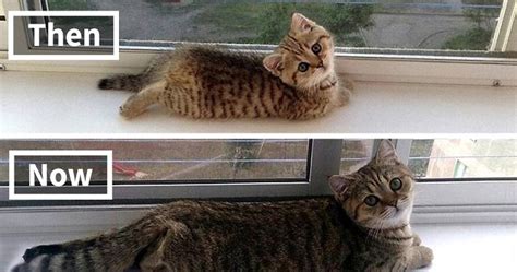At what age do cats stop playing? 10+ Before-And-After Photos Of Cats Growing Up | Bored Panda