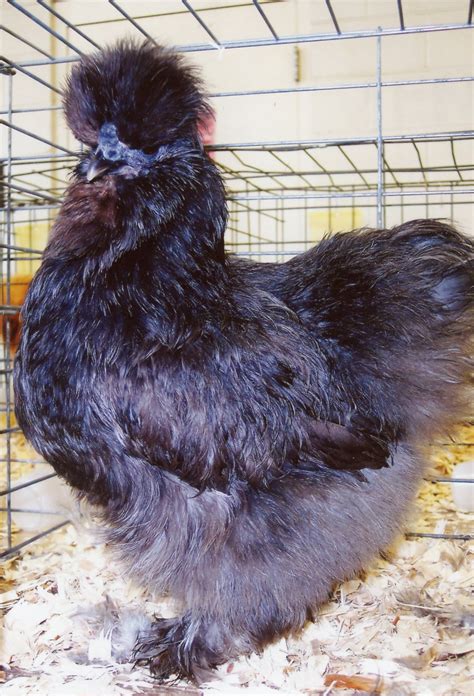 Check spelling or type a new query. Blue Silkie Bantam - Baby Chicks for Sale | Cackle Hatchery