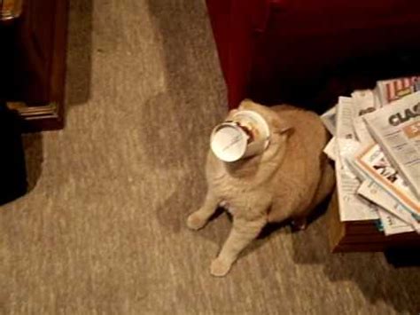 Cat is hosting a storytelling class from 1 to 4 september with 15% off the modern duke's pudding (oreo® cookies & cream) & queen of hearts (sweet. Cat gets head stuck in ice cream container - YouTube