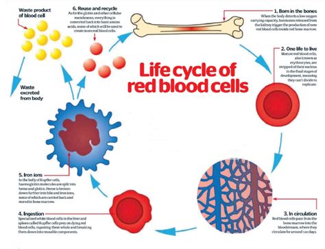 Red Blood Cell Life Cycle Medical Vector Illustration 41 Off