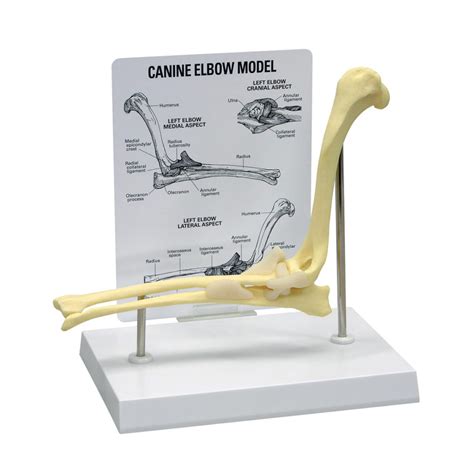 Modelo de Cotovelo Canino MogiGlass Anatomia e Simulação