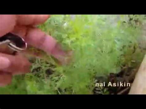 Kemampuannya untuk hidup di dalam air bisa digunakan untuk mempercantik akuarium sekaligus sebagai tempat bersembunyi. Ragam tanaman darat yang bisa hidup dalam air aquarium ...
