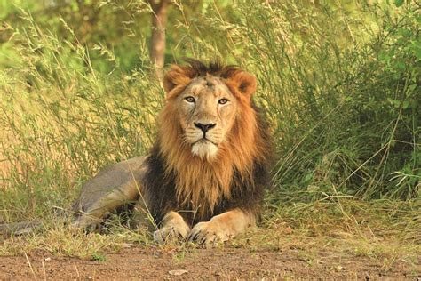 Gir National Park Your Travel Guide To The Royal Kingdom Of Asiatic Lions