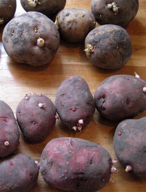 Regardless of whether you plant in rows or holes, when growing seed potatoes in the ground you're going to want to hill your potato plants two or. Planting potatoes