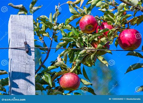 Ripe Fruits Of Red Apples On The Branches Of Young Apple Trees Stock