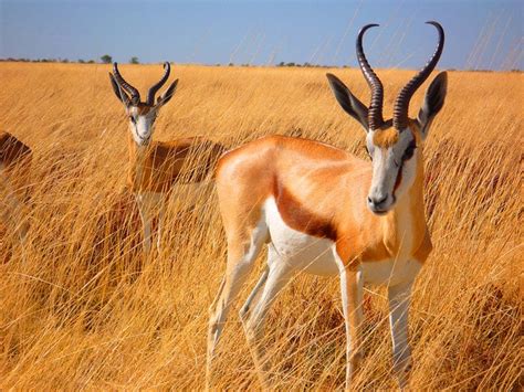 It once roamed in enormous herds but is now much reduced in numbers. Springbok | South african animals, African wildlife ...