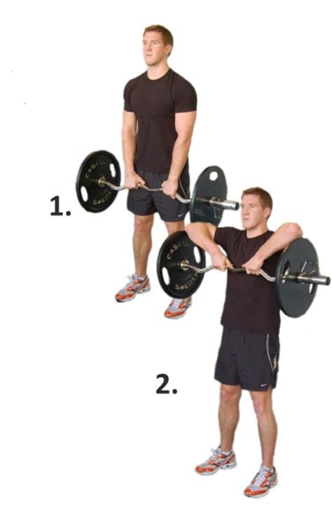Upright Barbell Row Exercise Guide • Bodybuilding Wizard