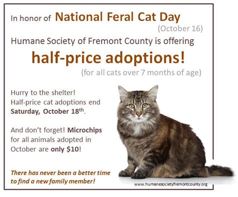 In Honor Of National Feral Cat Day Adoptions For Cats Over 7 Months Of