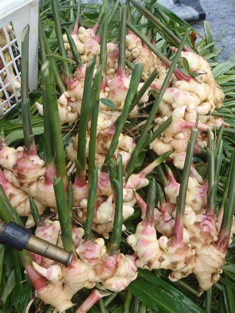 Pretty In Pink Grow Edible Ginger Cornell Small Farms