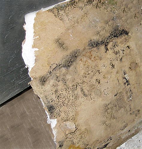 Diy or call a professional? No Visible Signs of Water Damage or Mold on Materials ...