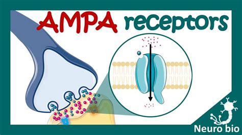 AMPA Receptors Properties Of AMPA Receptors What Is The Difference Between AMPA NMDA