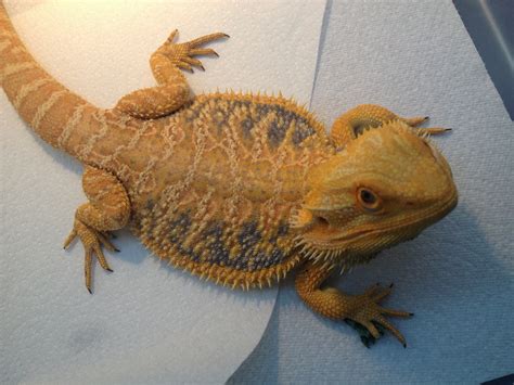 Visit our available bearded dragons page to see bearded dragons for sale. Bearded Dragon Morphs, Colors & Patterns