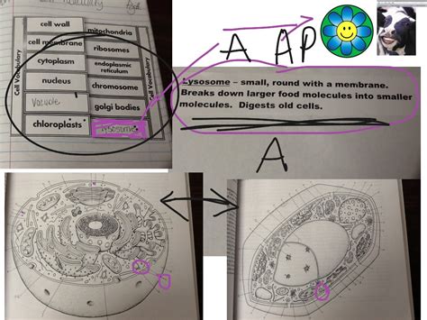 These cellular organelles carry out specific functions that are necessary for the normal functioning of the cell. Cell Organelles and Their Functions | Science, Biology ...