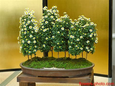 The mums need just enough fertilizer to keep them healthy. Chrysanthemum bonsai | Trees - Bonsai | Pinterest