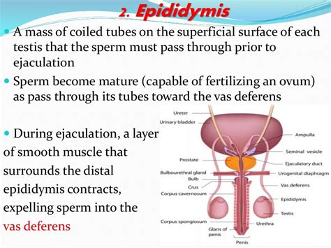 Anatomy And Physiology Of The Male Reproductive System
