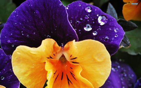 Pansy Wallpapers Wallpaper Cave
