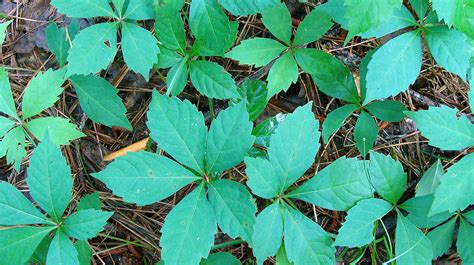 Identifying Poison Ivy Mississippi State University Extension Service