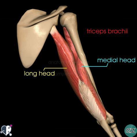 It is impossible to train the medial head without also toning the long and lateral heads. Muscles of the Arm | AnatomyZone