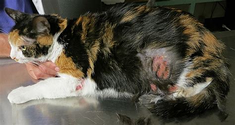 The cause of feline egc is unknown, but most cats affected by it have an underlying hypersensitivity or allergy. Image Gallery: Eosinophilic Granuloma Complex Lesions in ...