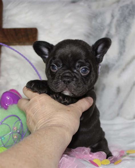 Health, structure, and temperament come first and foremost when choosing mating pairs. French Bulldog Puppies For Sale - Pets4You.com